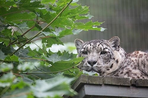 Helsinki Zoo Korkeasaari