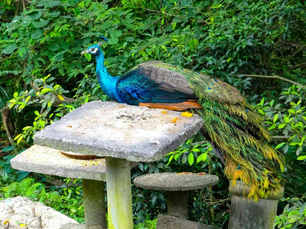 Kuala Lumpur Bird Park