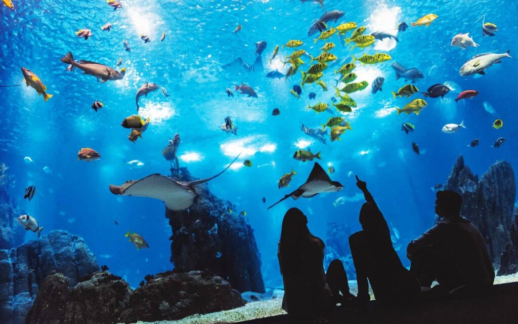 Oceanriode Lisboa Lisbon Oceanarium