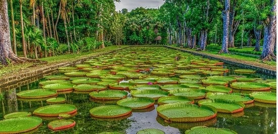 Pamplemousses Botanical Garden