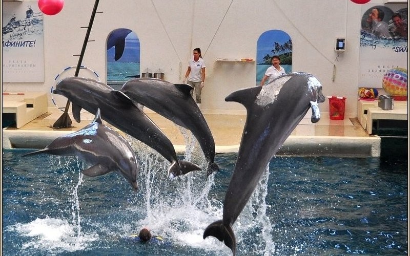 Varna Dolphinarium